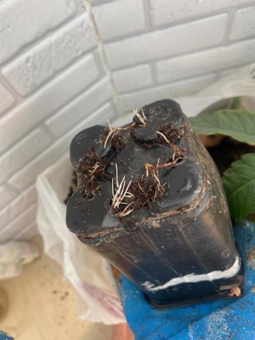 IZI Sour Blues Test seeds. Week 4