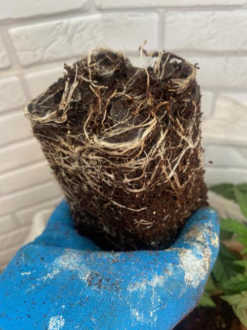 IZI Sour Blues Test seeds. Week 4