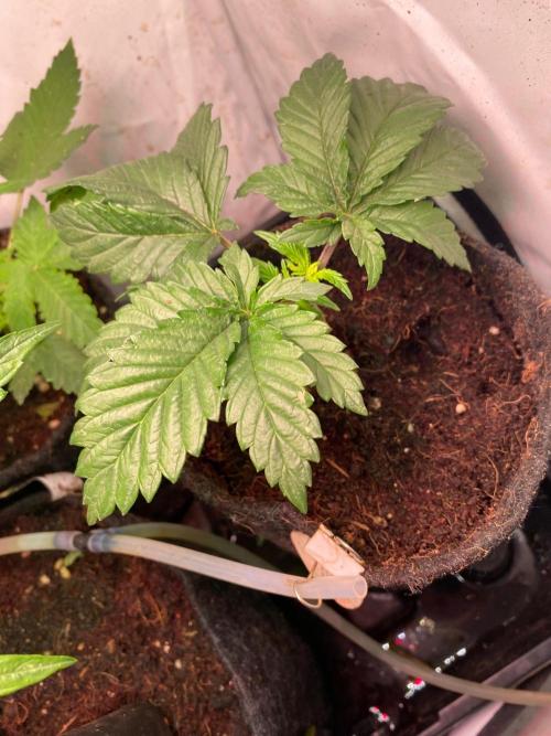 IZI Sour Blues Test seeds. Week 4