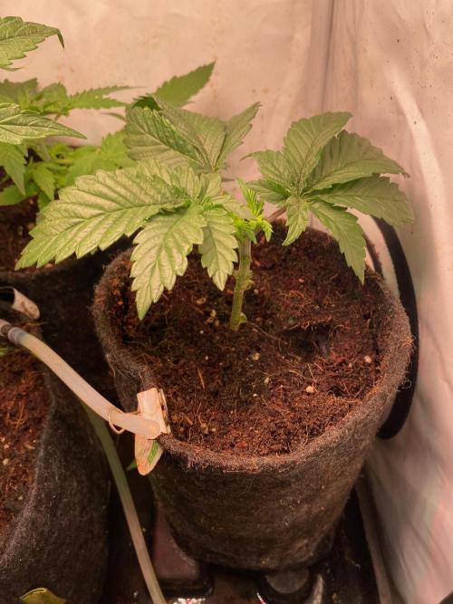 IZI Sour Blues Test seeds. Week 4