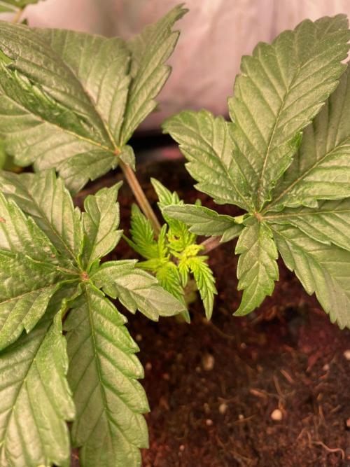 IZI Sour Blues Test seeds. Week 4
