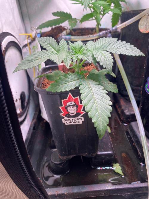 Chronic Ryder BX. Week 2