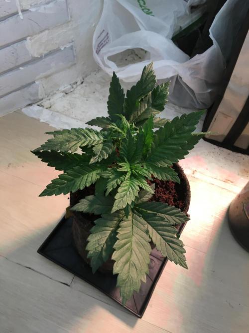 IZI Sour Blues Test seeds. Week 4 - end of week 4