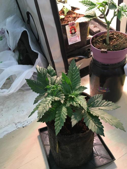 IZI Sour Blues Test seeds. Week 4