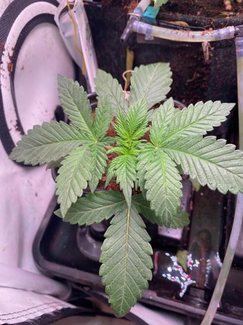 Coco-Mambo42 HUGE. Week 2