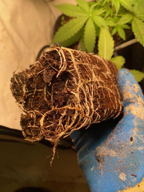 Coco-Mambo42 HUGE. Week 2