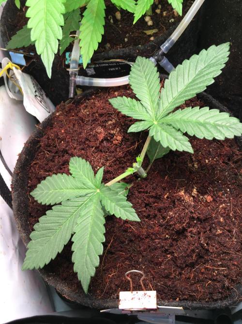 Coco-Mambo42 HUGE. Week 2 - Topping