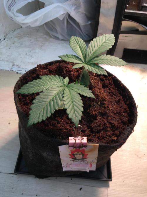 Coco-Mambo42 HUGE. Week 3