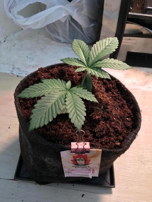Coco-Mambo42 HUGE. Week 3
