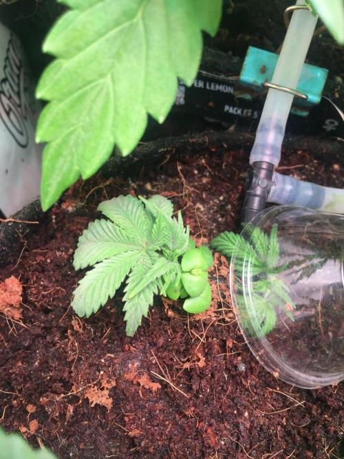 Coco-Mambo42 HUGE. Week 3 - Clones