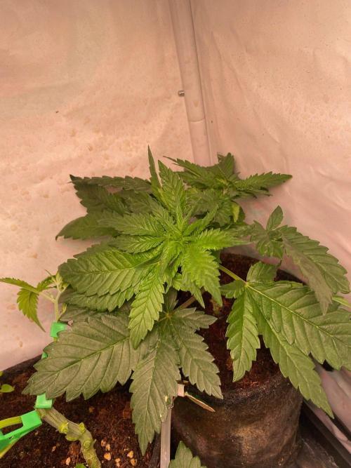IZI Sour Blues Test seeds. Week 5