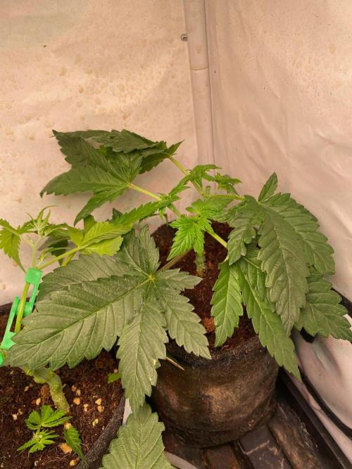 IZI Sour Blues Test seeds. Week 5