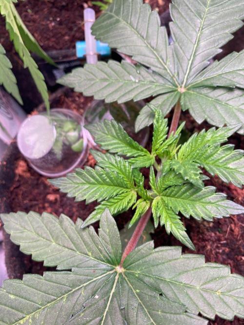 Coco-Mambo42 HUGE. Week 4