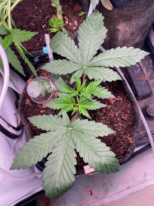 Coco-Mambo42 HUGE. Week 4