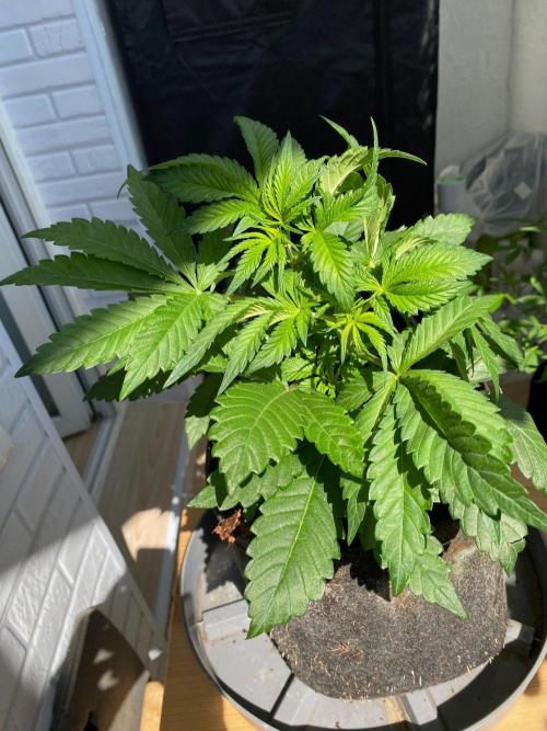 Coco-Mambo42 HUGE. Week 5
