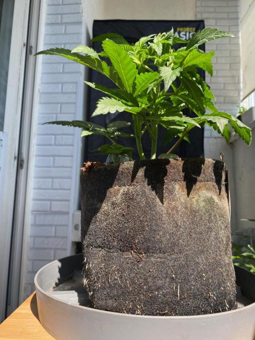 Coco-Mambo42 HUGE. Week 5