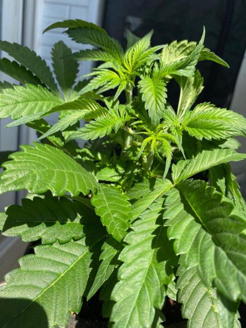 Coco-Mambo42 HUGE. Week 5
