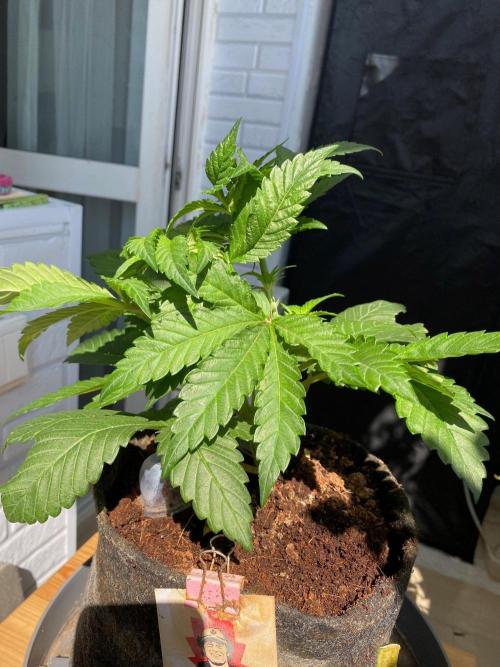 Coco-Mambo42 HUGE. Week 5