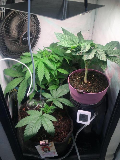 IZI Sour Blues Test seeds. Week 5