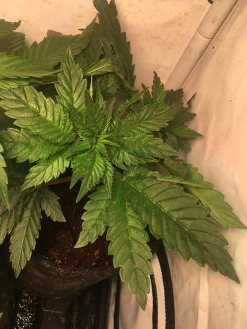 IZI Sour Blues Test seeds. Week 5