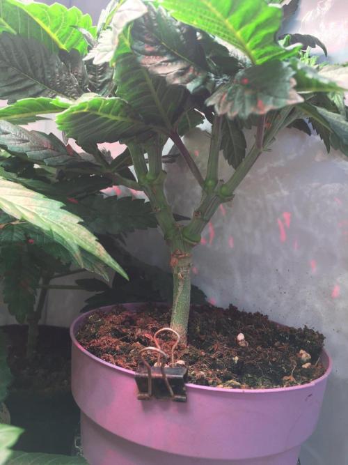 Sour Bluez genetics. Week 5