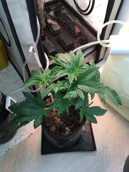 IZI Sour Blues Test seeds. Week 6