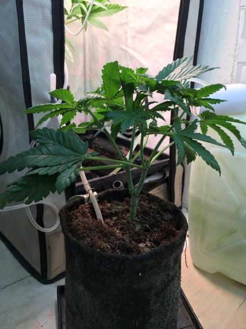 IZI Sour Blues Test seeds. Week 6