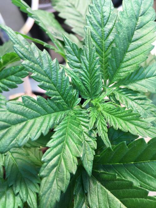 IZI Sour Blues Test seeds. Week 6