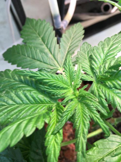 IZI Sour Blues Test seeds. Week 6