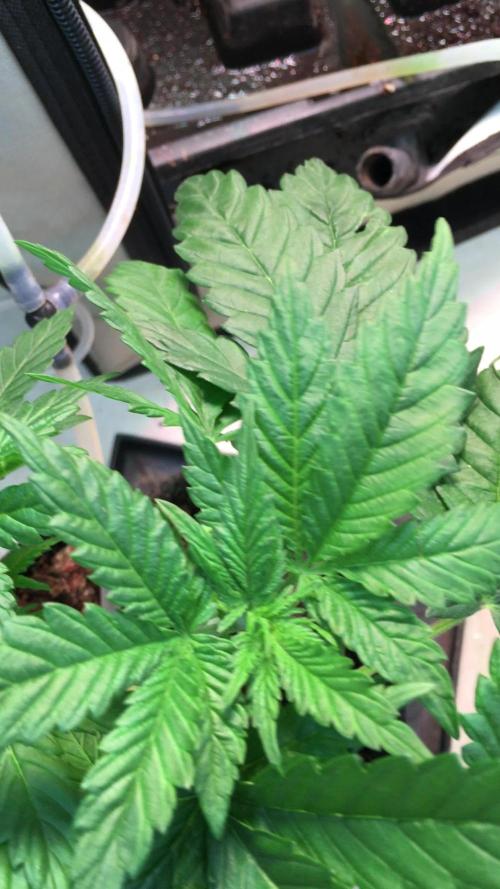 IZI Sour Blues Test seeds