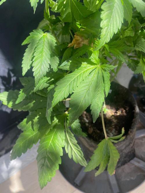IZI Sour Blues Test seeds. Week 8