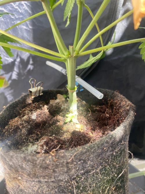 IZI Sour Blues Test seeds. Week 8