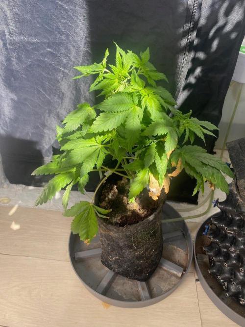 IZI Sour Blues Test seeds. Week 8