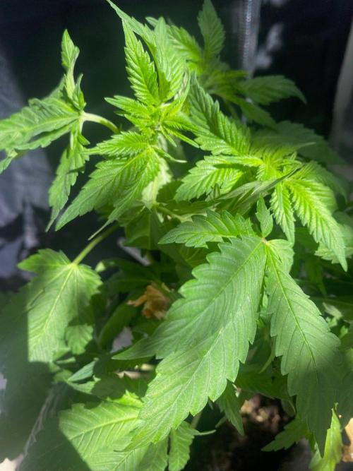 IZI Sour Blues Test seeds. Week 8