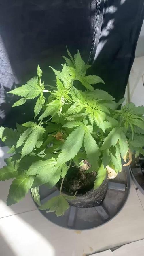 IZI Sour Blues Test seeds