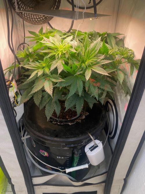 IZI Sour Blues Test seeds. Week 8 - DWC IZI