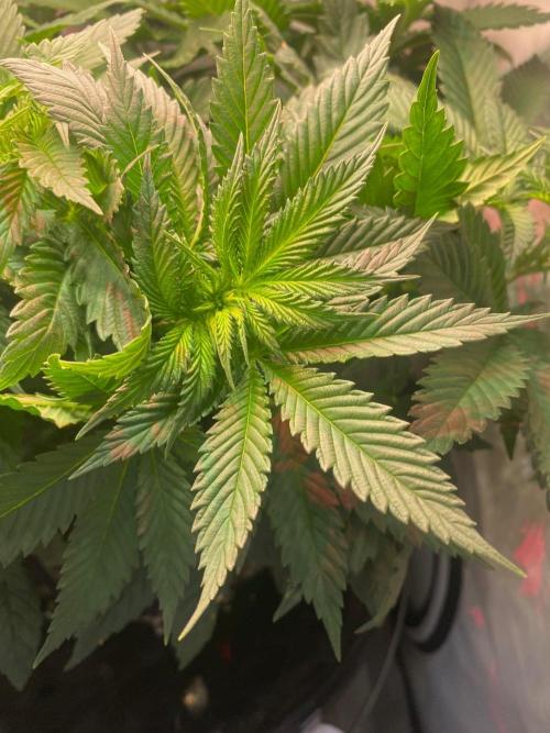 IZI Sour Blues Test seeds. Week 8