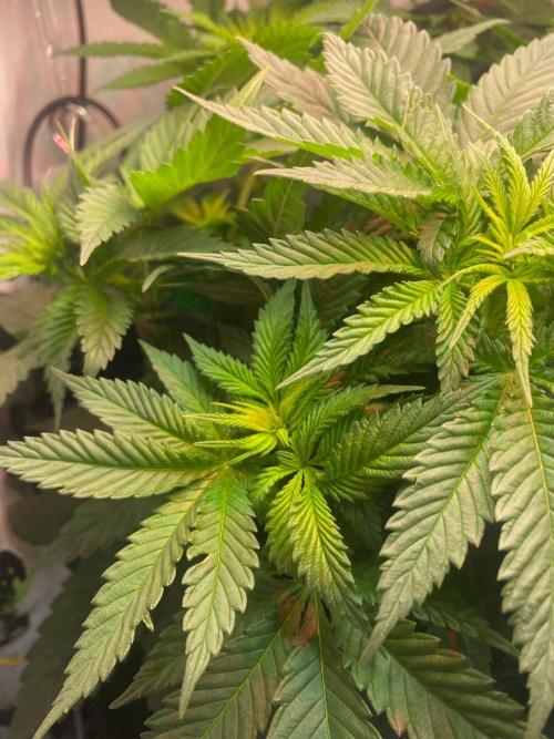 IZI Sour Blues Test seeds. Week 8