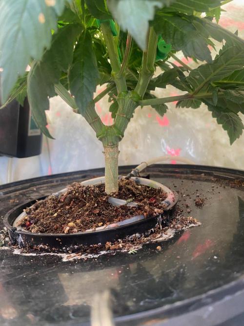 IZI Sour Blues Test seeds. Week 8