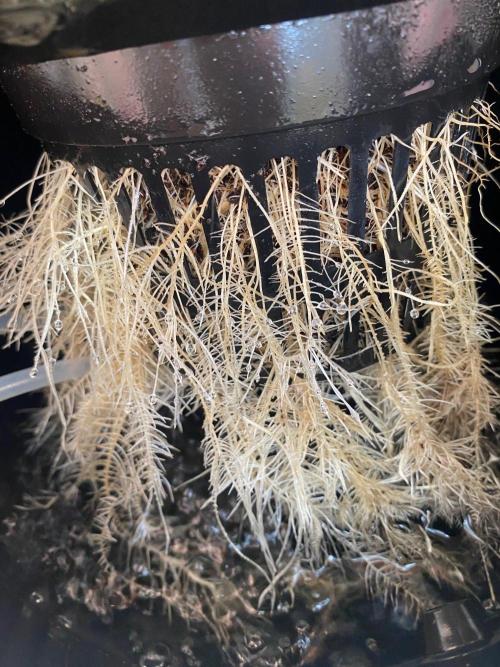 IZI Sour Blues Test seeds. Week 8