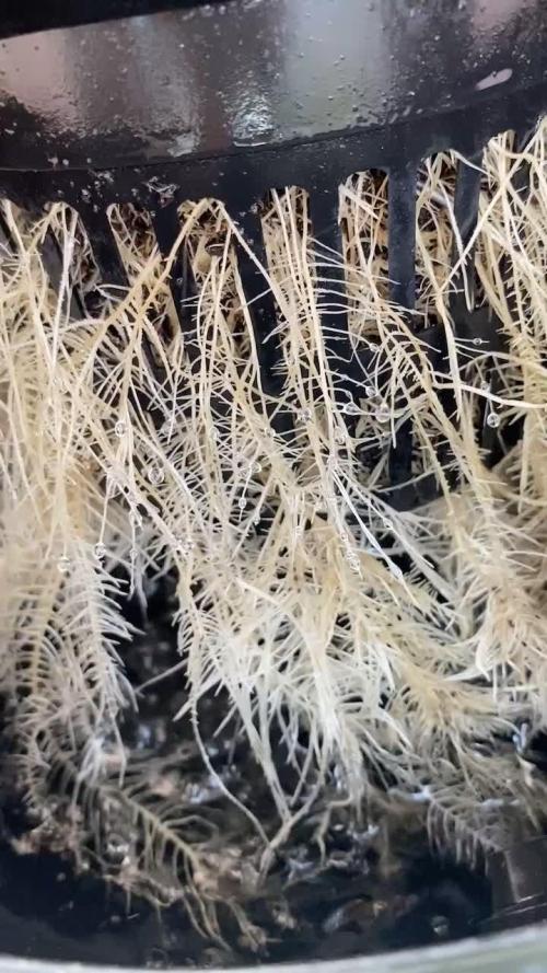 IZI Sour Blues Test seeds