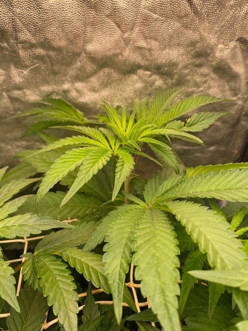 Coco-Mambo42 HUGE. Week 7