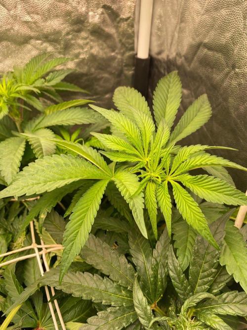 Coco-Mambo42 HUGE. Week 7