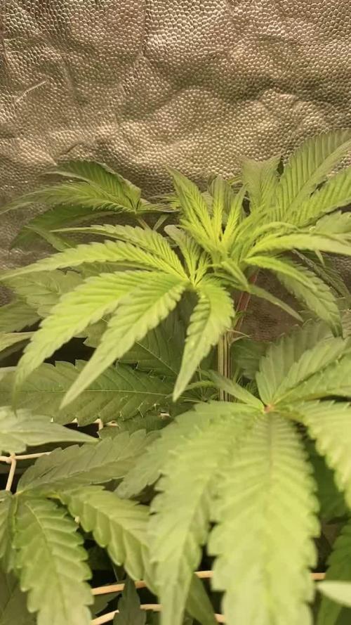 Coco-Mambo42 HUGE