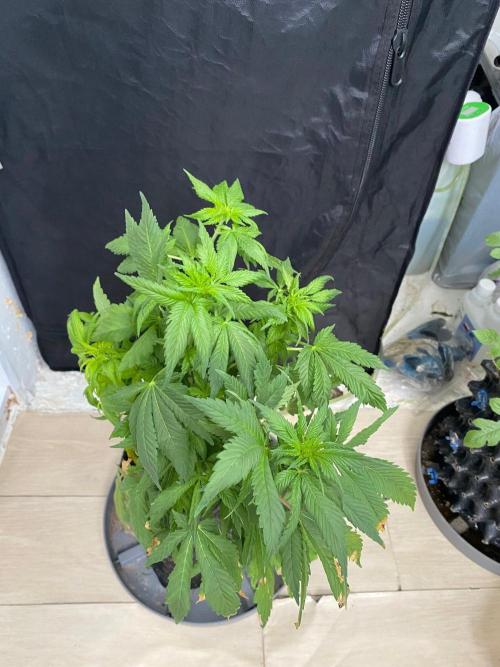 IZI Sour Blues Test seeds. Week 9 - IZI Coco