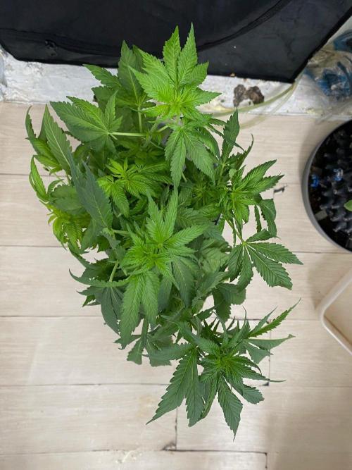 IZI Sour Blues Test seeds. Week 9 - IZI Coco