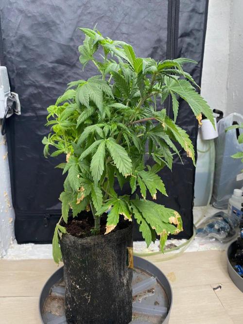 IZI Sour Blues Test seeds. Week 9 - IZI Coco