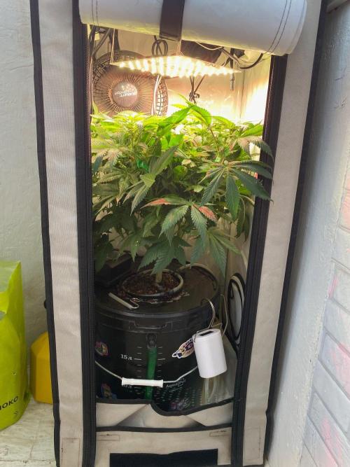 IZI Sour Blues Test seeds. Week 9 - IZI Hydro