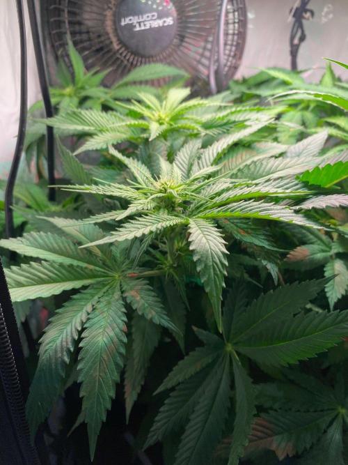 IZI Sour Blues Test seeds. Week 9 - IZI Hydro