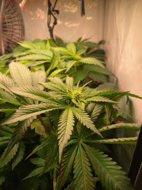 IZI Sour Blues Test seeds. Week 9 - IZI Hydro